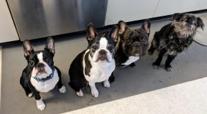 Two Boston Terriers, a French Bulldog, and a Brussels Griffon