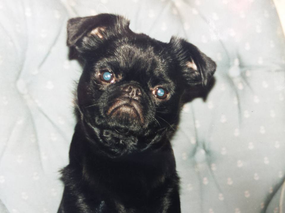 Picture of a smooth, black Brussels Griffon dog to illustrate pet your dog