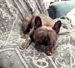 Brindle French Bulldog recovering from neuter surgery