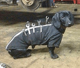 dachshund wearing tool-holding vest