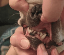 Showing Boston Terrier's teeth