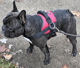 French Bulldog wearing no-pull harness