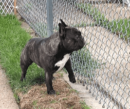 French Bulldog barking at fence
