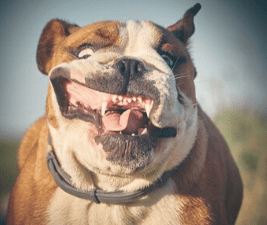 A bulldog, running with its mouth open and the dogs teeth showing