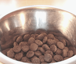 picky eater dogs leave their food untouched in the bowl
