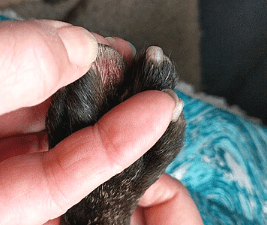 Showing between a dogs toes at his red and itchy paws.