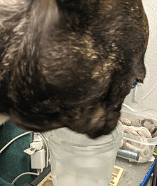 Annoying! French Bulldog Torque's helping himself to a drink