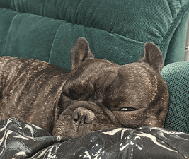 Picture of a brindle french bulldog to illustrate Caught by Coronavirus