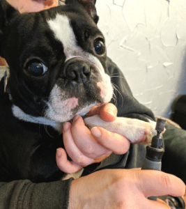 Boston Terrier shows consent to dog care by calmly allowing nails to be trimmed
