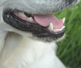 Simple acts can save your dog's teeth