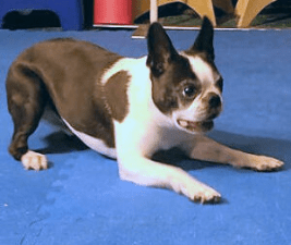Be like dogs enjoy every day like this Boston Terrier play-bowing