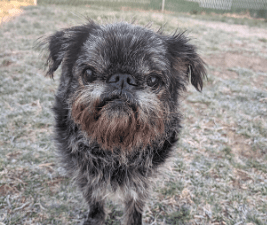 Picture of a Brussels Griffon dog to illustrate Dog Tummy Upsets