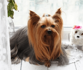 dogs, even yorkshire terriers, are like toddlers