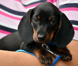 Picture of a black and tan dachshund puppy being held - a new dog in the family