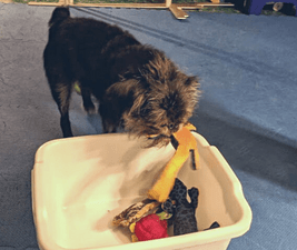 Picture of a dog doing chores - Tango putting his toys away