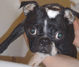 Picture of dog home grooming with a Boston Terrier in the bathtub with soap on her head