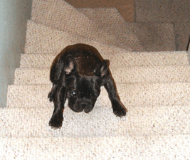 Stairs scare Hope's dog Torque