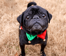 Black Pug illustrating dogs holiday stress