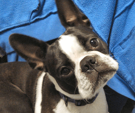 Picture of a Boston Terrier tilting his head to illustrate Dogs Don't Think Like People