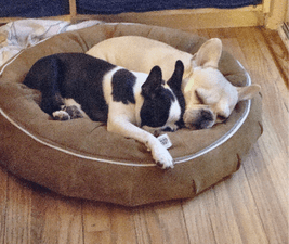 A Boston Terrier and French Bulldog sleep together in a tan bed, dreaming dog dreams