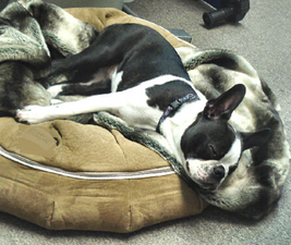 Boston Terrier Dog sleeping