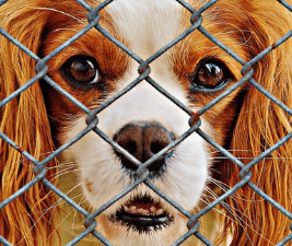 Adopted dogs Cavalier King Charles Spaniel dog's face shown behind a fence to illustrate 