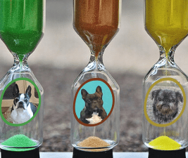 Picture of three hourglasses with pictures of dog faces in each to illustrate dog time budget