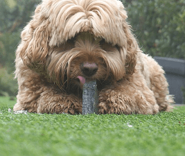 Photo of a furry brown dog licking on an ice cube to illustrate Is Ice Safe For Dogs
