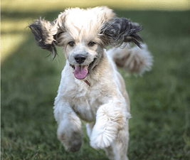 Picture of happy dog running to illustrate second thing people can learn from dogs.
