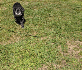Picture of a small black dog walking to illustrate Exercise keeps dogs young.