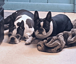 Picture of two Boston Terriers to illustrate Dogs Don't Get Holidays