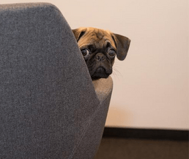 Picture of a Pug dog looking around the back of a chair to illustrate what happens to the dogs if you die