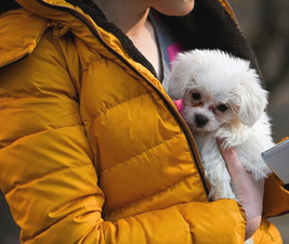 A small white dog being held by a woman in an orange parka to illustrate Dogs Love their people.