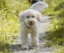 White Miniature Poodle in a puppy cut to illustrate official dog breed.