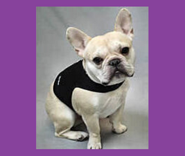 Picture of a male French Bulldog sitting to illustrate take great pictures of your dog