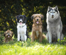 Picture of four perfect dogs, ranging in size from small to large left to right.