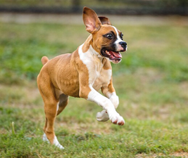 Pictures of a boxer puppy bounding to illustrate play with your dog