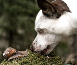 White and black dog sniffing a snail to illustrate Live Like A Dog