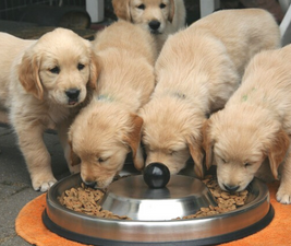 Four Golden Retriever puppies eating to illustrate Live Like A Dog