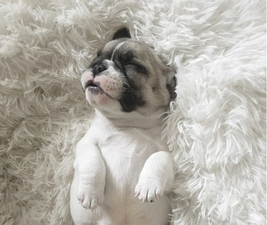 Picture of a puppy sleeping to illustrate Live Like A Dog