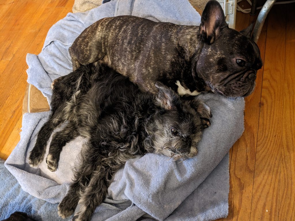 Picture of a Brussels Griffon and a French Bulldog lying in a bed to illustrate have a dog