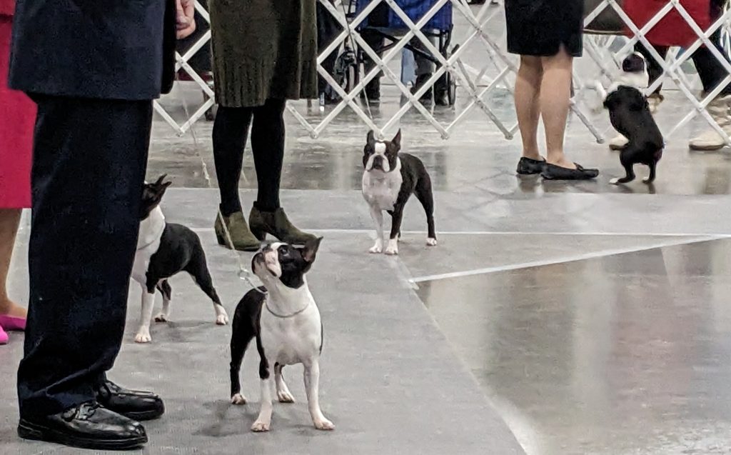 Photo of four Boston Terriers at a dog show
