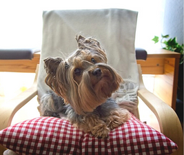 Picture of a Yorkshire Terrier on a chair with head tilted to illustrate 5 things every dog needs