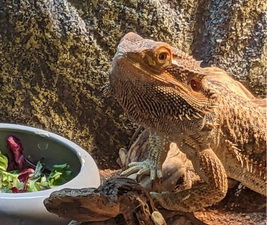 Picture of a Bearded Dragon to illustrate dogs and other pets