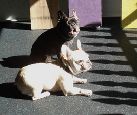Picture of two French bulldogs in the sun to illustrate dog decision.
