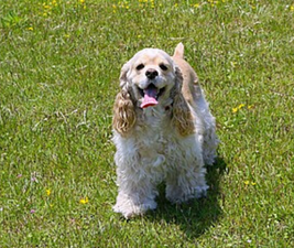 Picture of a Cocker Spaniel standing in grass to illustrate dogs don't come with guarantees