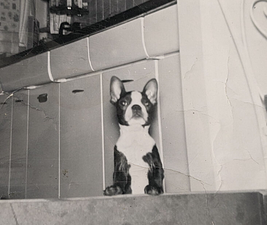 Pictures of a Boston Terrier puppy to illustrate let dogs say no