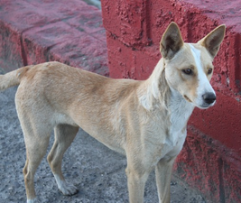 Picture of a random street dog to illustrate dog DNA