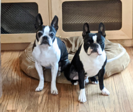 Picture of two Boston Terriers to illustrate Socializing Your dog