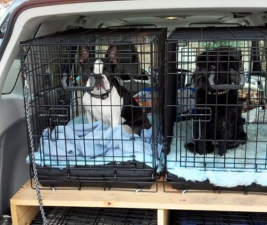 Picture of a Boston Terrier and a Brussels Griffon sitting in crates in a car to illustrate road trips with dogs